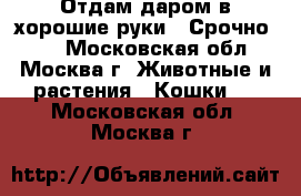Отдам даром в хорошие руки!! Срочно!!!  - Московская обл., Москва г. Животные и растения » Кошки   . Московская обл.,Москва г.